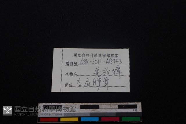 鹿科骨藏品圖，第4張