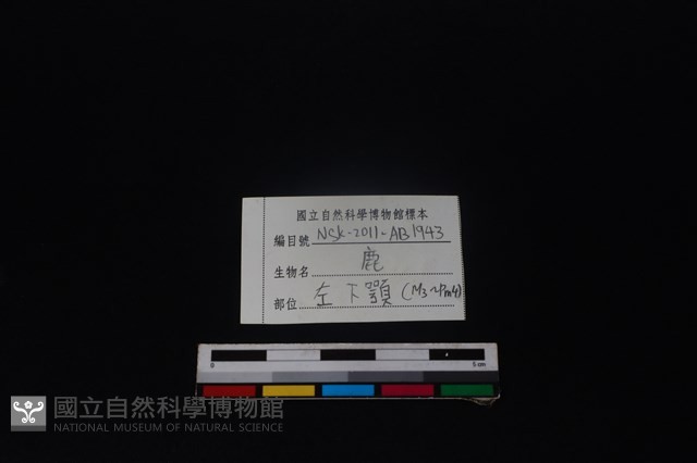 梅花鹿骨藏品圖，第4張