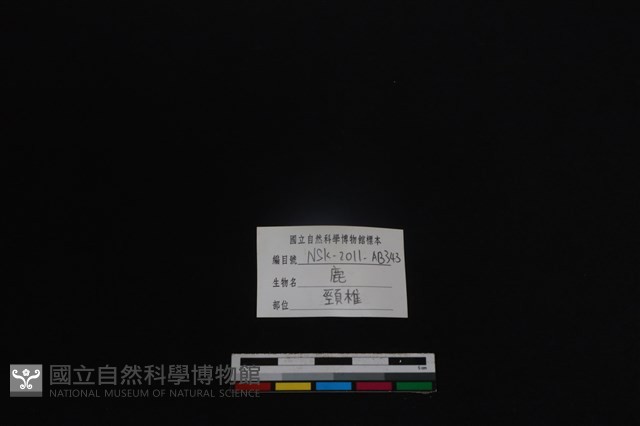 梅花鹿骨藏品圖，第4張