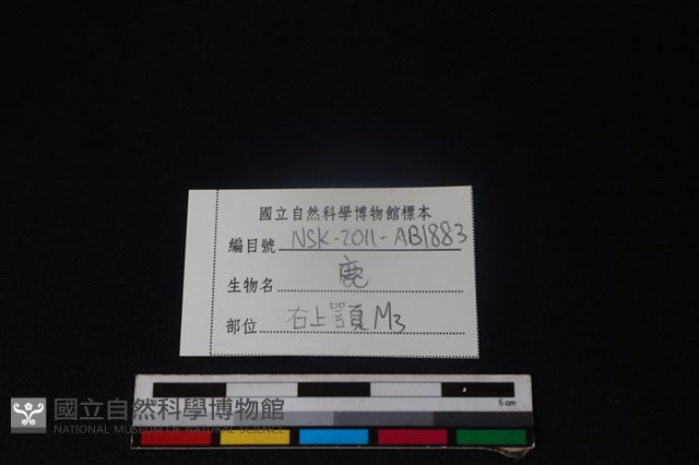 梅花鹿骨藏品圖，第4張