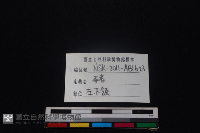 豬骨藏品圖，第4張