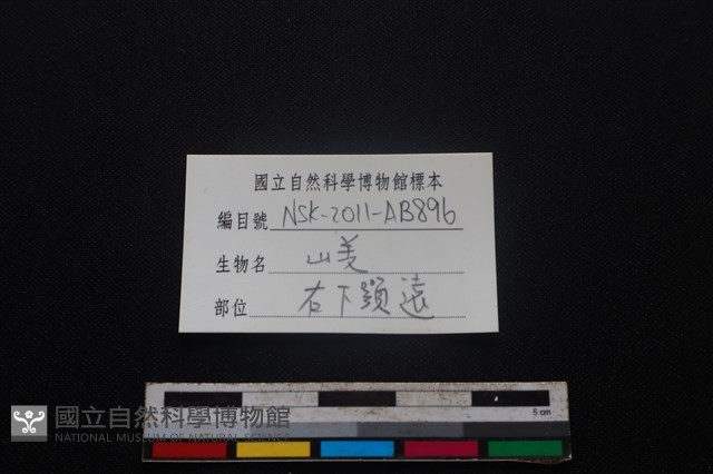 山羌骨藏品圖，第4張
