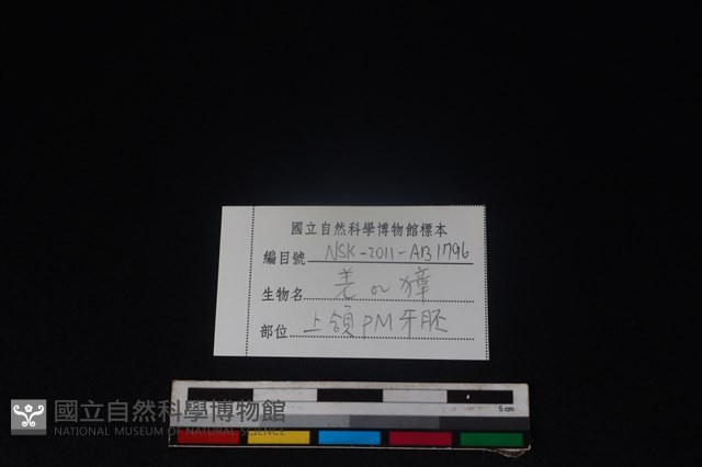 鹿科骨藏品圖，第4張