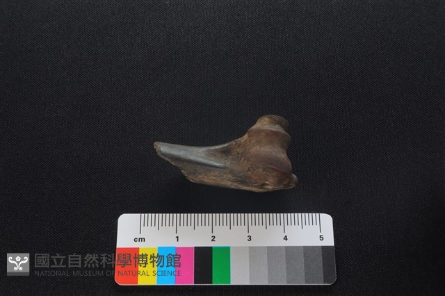 獐骨藏品圖，第4張