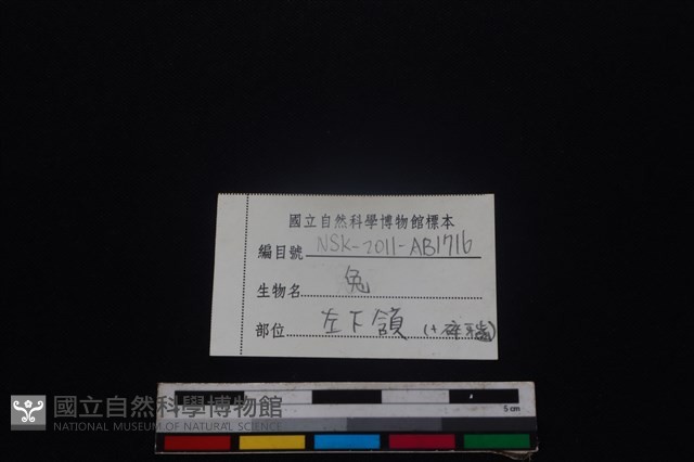 野兔骨藏品圖，第4張