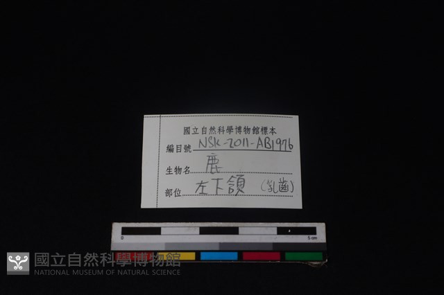 梅花鹿骨藏品圖，第4張