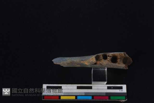 梅花鹿骨藏品圖，第3張