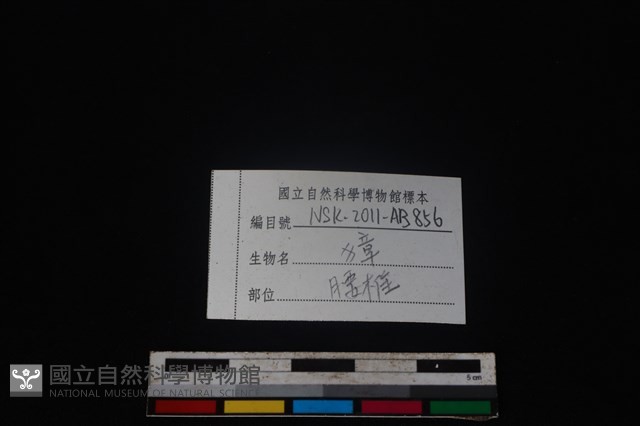 獐骨藏品圖，第4張