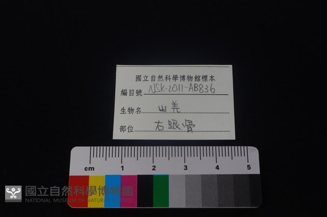 山羌骨藏品圖，第4張