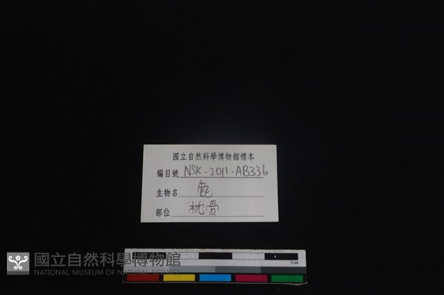 梅花鹿骨藏品圖，第4張