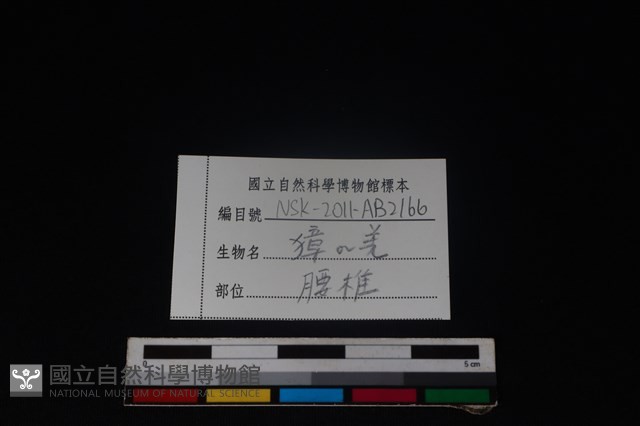 羌或獐骨藏品圖，第4張