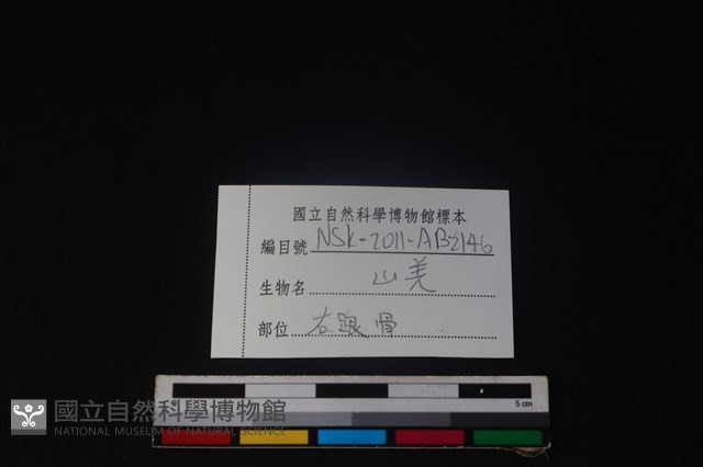 山羌骨藏品圖，第4張