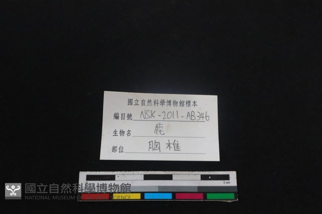 梅花鹿骨藏品圖，第4張