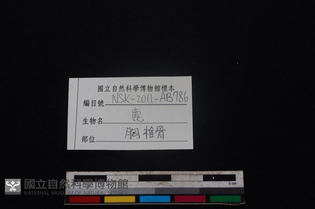 梅花鹿骨藏品圖，第4張