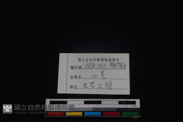 山羌骨藏品圖，第4張