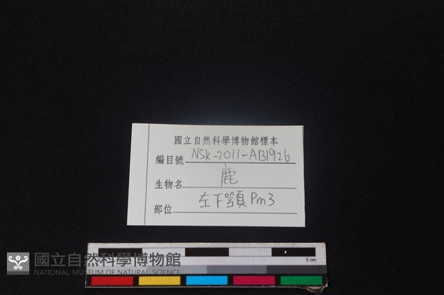 梅花鹿骨藏品圖，第4張