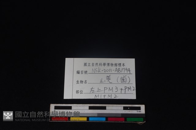 山羌骨藏品圖，第4張