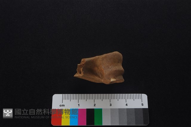 獐骨藏品圖，第4張