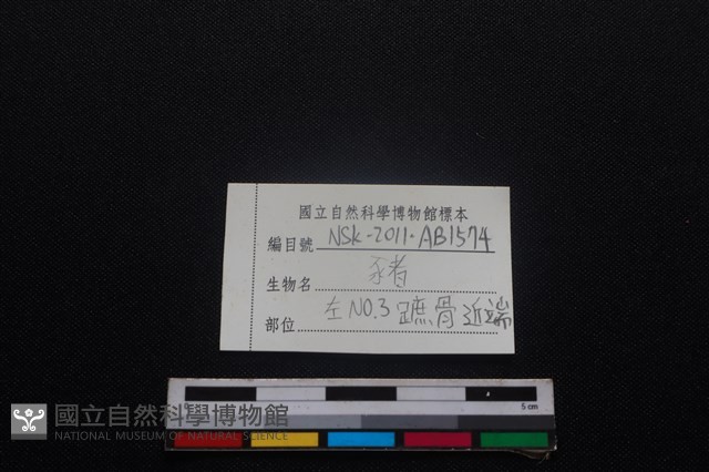 豬骨藏品圖，第4張