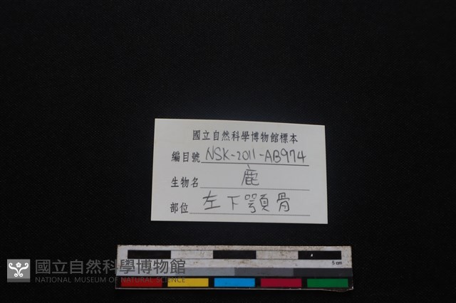 梅花鹿骨藏品圖，第4張