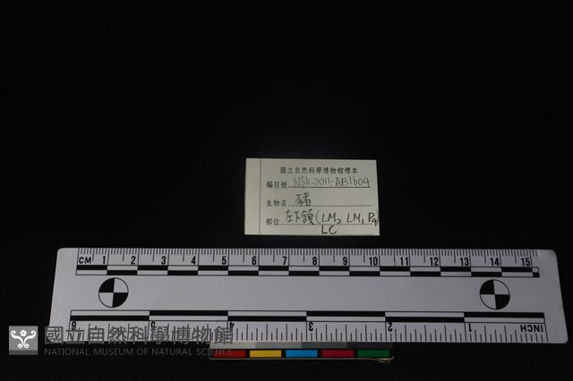 豬骨藏品圖，第4張