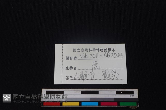 梅花鹿骨藏品圖，第4張