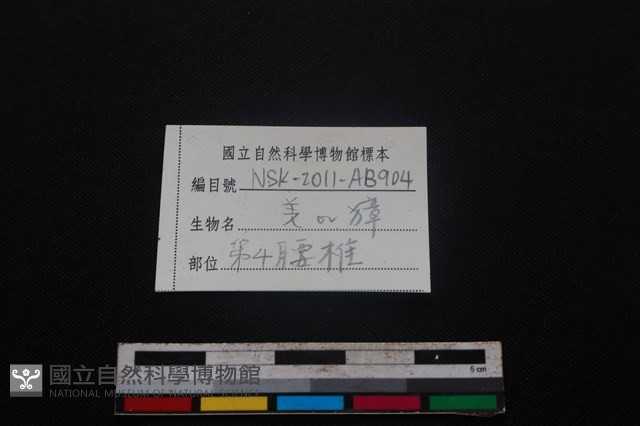 鹿科骨藏品圖，第4張