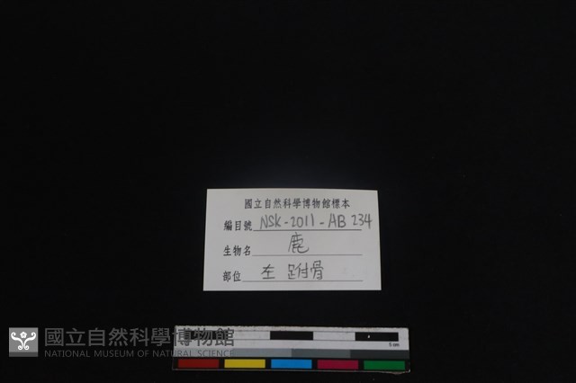 梅花鹿骨藏品圖，第4張