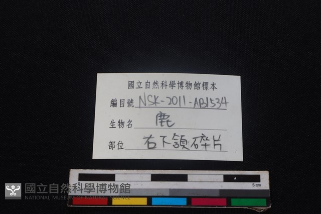 梅花鹿骨藏品圖，第4張