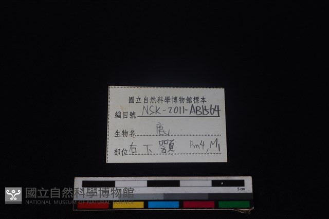 梅花鹿骨藏品圖，第4張