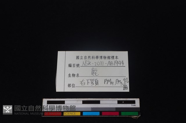 梅花鹿骨藏品圖，第4張