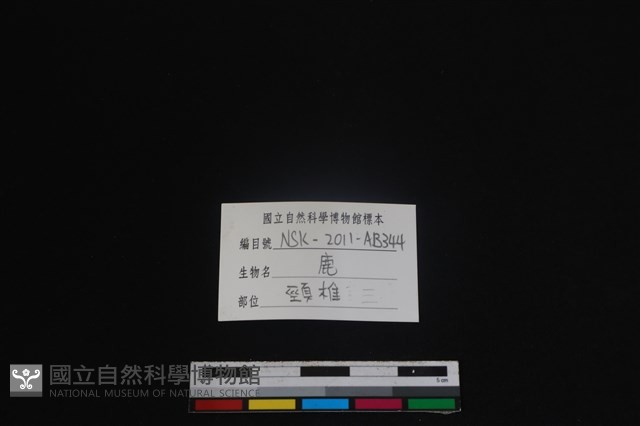 梅花鹿骨藏品圖，第4張