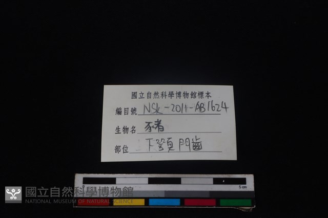 豬骨藏品圖，第4張