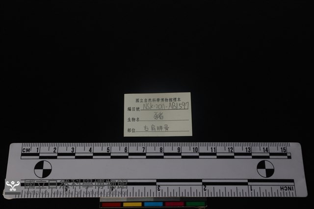 豬骨藏品圖，第4張