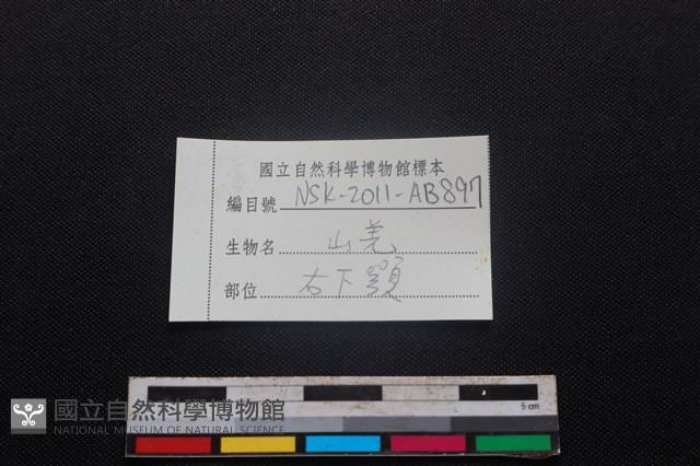 山羌骨藏品圖，第4張