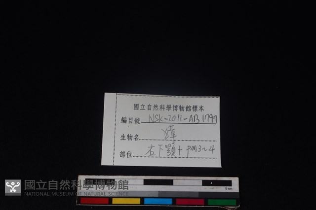 獐骨藏品圖，第4張