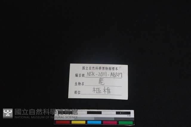 梅花鹿骨藏品圖，第4張