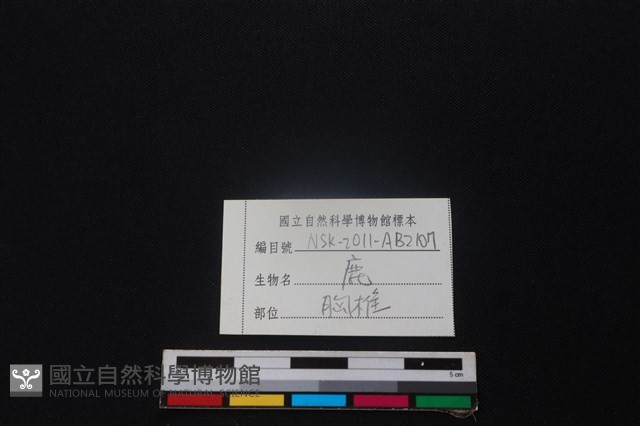 鹿骨藏品圖，第4張