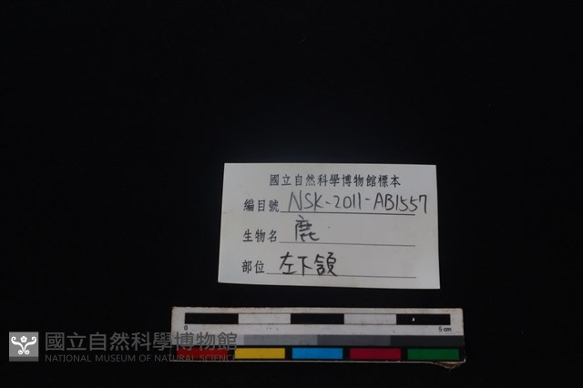梅花鹿骨藏品圖，第4張