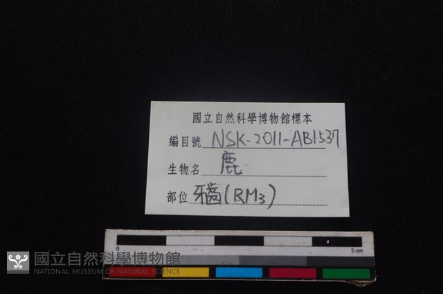 梅花鹿骨藏品圖，第4張