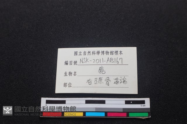 梅花鹿骨藏品圖，第4張