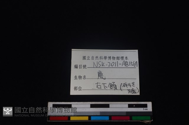 梅花鹿骨藏品圖，第4張
