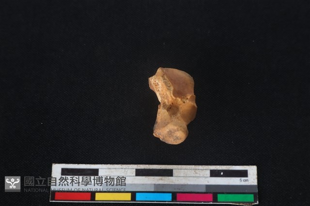 豬骨藏品圖，第4張