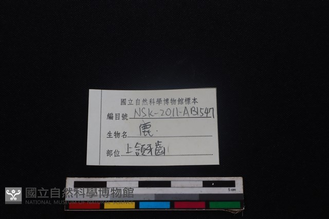 梅花鹿骨藏品圖，第4張