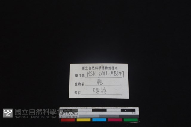 梅花鹿骨藏品圖，第4張