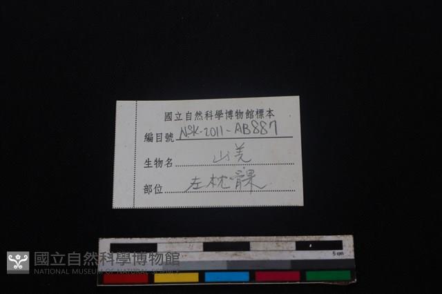 山羌骨藏品圖，第4張