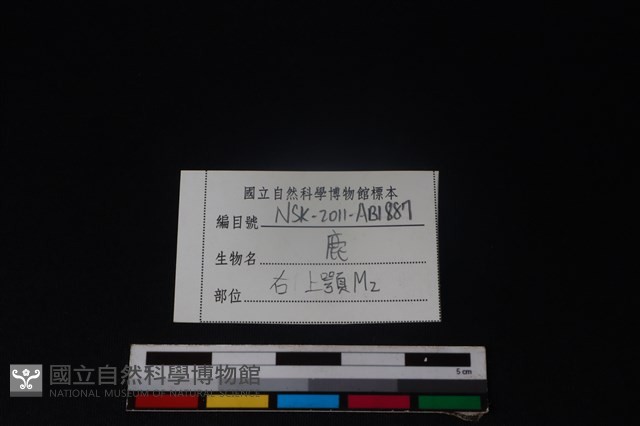 梅花鹿骨藏品圖，第4張