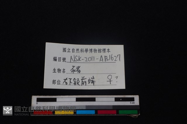 豬骨藏品圖，第4張