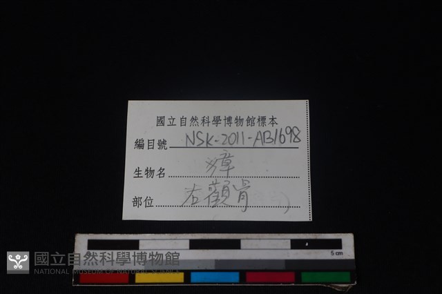 獐骨藏品圖，第4張