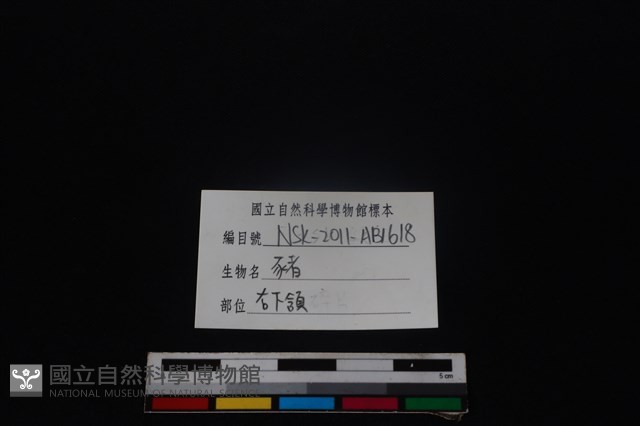 豬骨藏品圖，第4張
